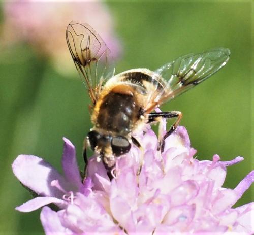 Eristalis jugorum